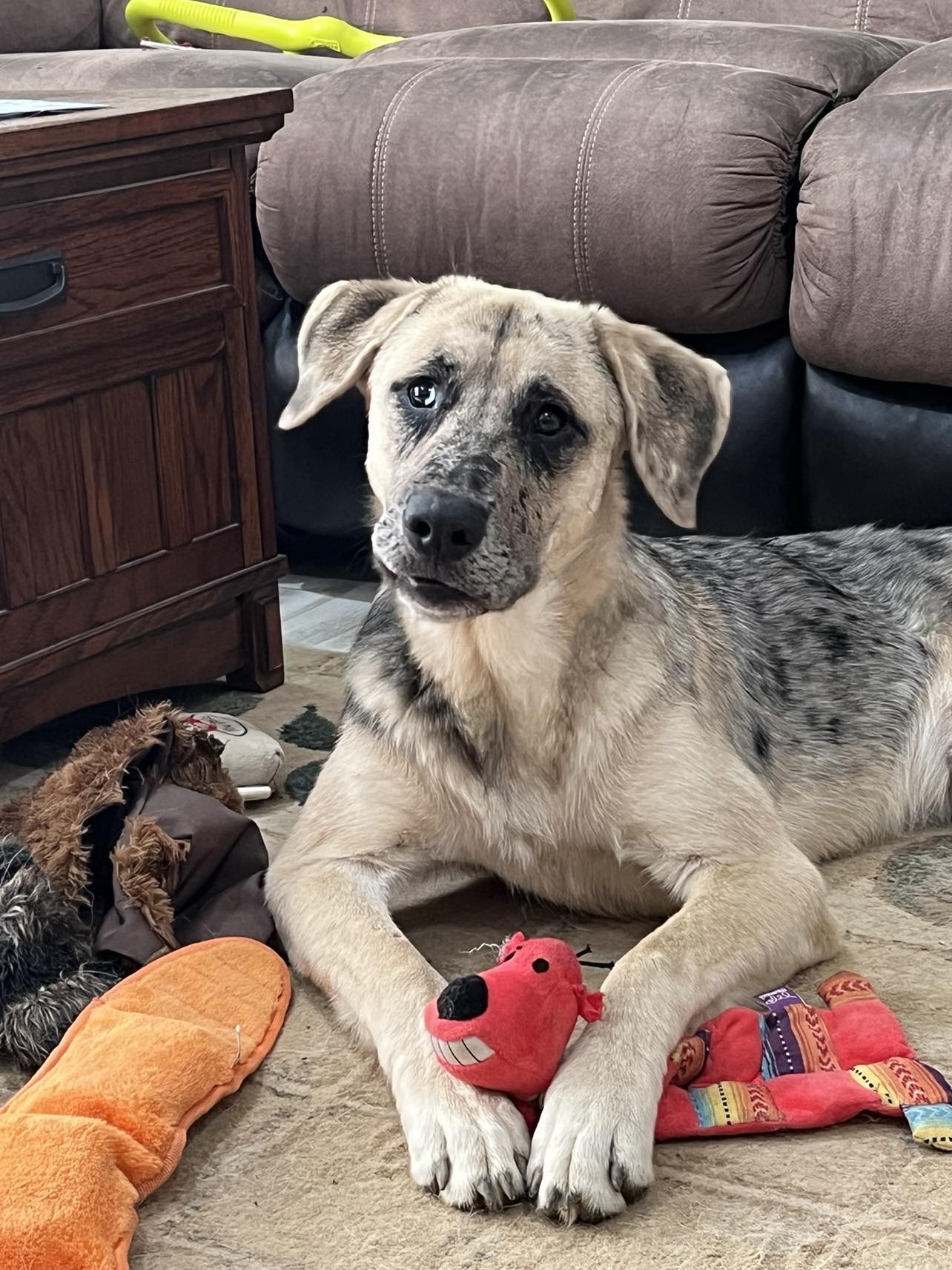 Duty Dog’s youngest and most playful mascot, the star of our pet waste management team, having fun with his favorite squeaky toys.