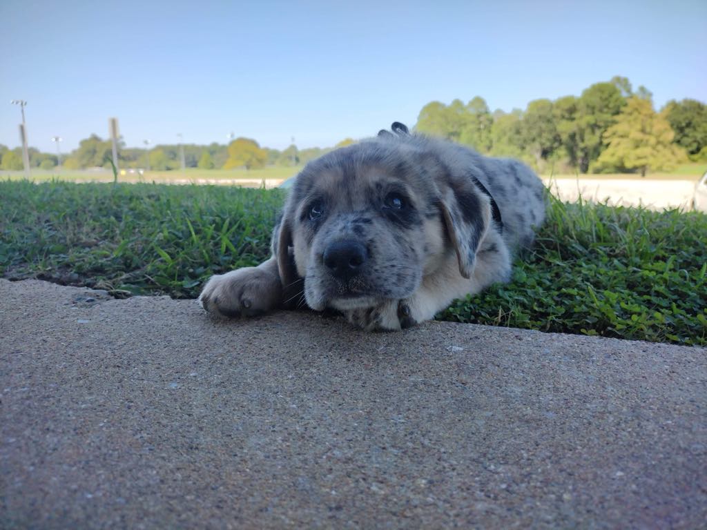 Best Dog Parks in Tyler & Jacksonville for Summer Outings