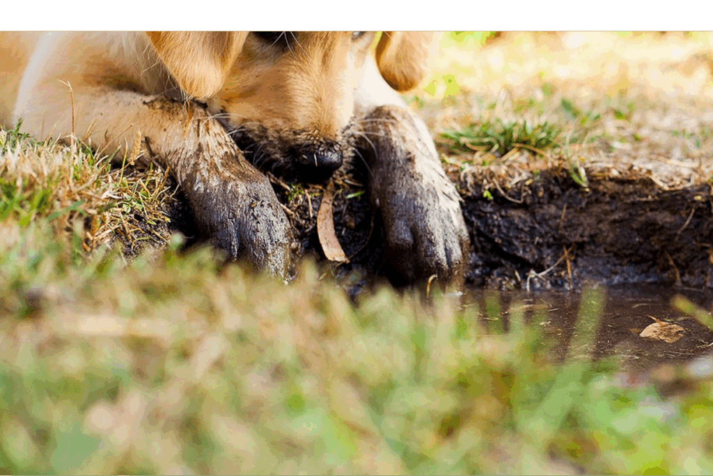 January Reset Why muddy dog paws are common in Texas during late winter